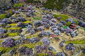 CHINA-TIBET-NYINGCHI-SPRING SCENERY (CN)