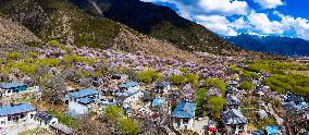 CHINA-TIBET-NYINGCHI-SPRING SCENERY (CN)