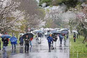 Tokyo's Imperial Palace blossom-viewing path opens