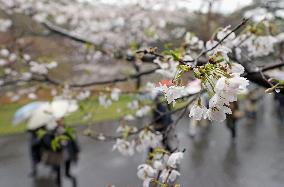 Tokyo's Imperial Palace blossom-viewing path opens