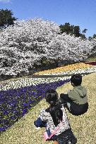 Pansies at western Japan flower park