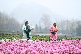 CHINA-GUIZHOU-BIJIE-FLOWER INDUSTRY (CN)