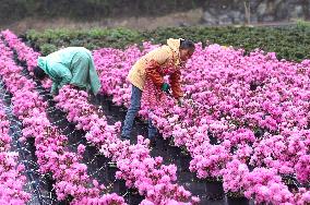 #CHINA-GUIZHOU-BIJIE-FLOWER INDUSTRY (CN)