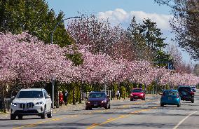 CANADA-VANCOUVER-CHERRY BLOSSOM