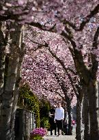 CANADA-VANCOUVER-CHERRY BLOSSOM