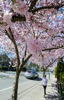 CANADA-VANCOUVER-CHERRY BLOSSOM