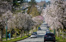 CANADA-VANCOUVER-CHERRY BLOSSOM