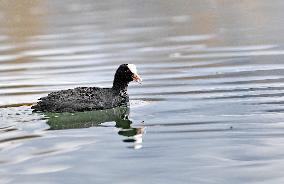 CHINA-TIBET-LHASA-LHALU WETLAND-BIRDS (CN)