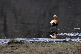 CHINA-TIBET-LHASA-LHALU WETLAND-BIRDS (CN)