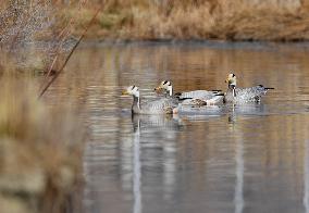 CHINA-TIBET-LHASA-LHALU WETLAND-BIRDS (CN)