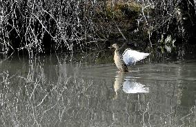 CHINA-TIBET-LHASA-LHALU WETLAND-BIRDS (CN)