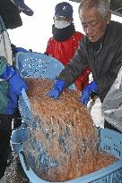 Toyama white shrimp harvest season begins