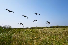 Xinhua Headlines: The Yellow River's winding tale of ecological protection, development