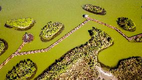 Xinhua Headlines: The Yellow River's winding tale of ecological protection, development