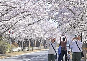 CORRECTED: Cherry blossoms in nuclear disaster-hit Fukushima town