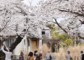 CORRECTED: Cherry blossoms in nuclear disaster-hit Fukushima town