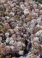 Cherry blossoms in Yoshino, western Japan