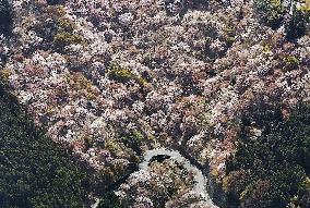 Cherry blossoms in Yoshino, western Japan