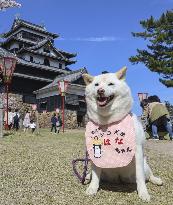 Dog appointed goodwill ambassador for national treasure castle