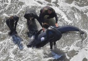More than 30 dolphins washed up on beach in Chiba Pref.