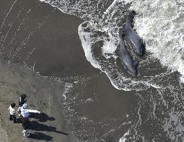 More than 30 dolphins washed up on beach in Chiba Pref.