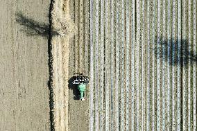 CHINA-XINJIANG-COTTON-SPRING SOWING (CN)