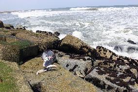 Dolphins washed up on eastern Japan beach