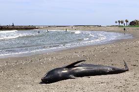 Dolphins washed up on eastern Japan beach