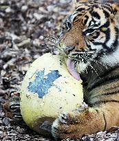 BRITAIN-LONDON-ZOO-EASTER-EGGS