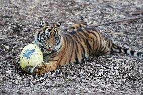 BRITAIN-LONDON-ZOO-EASTER-EGGS