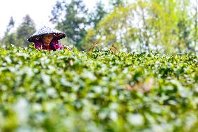 CHINA-GUIZHOU-TEA INDUSTRY (CN)