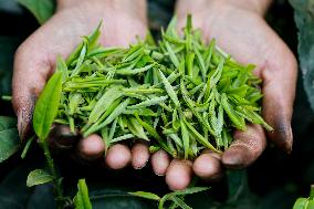 CHINA-GUIZHOU-TEA INDUSTRY (CN)