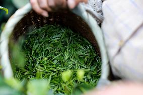 CHINA-GUIZHOU-TEA INDUSTRY (CN)