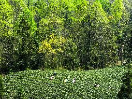 CHINA-GUIZHOU-TEA INDUSTRY (CN)