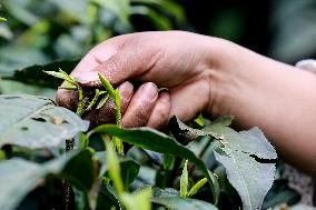 CHINA-GUIZHOU-TEA INDUSTRY (CN)