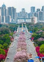 #CHINA-GUANGXI-LIUZHOU-BAUHINIA FLOWERS (CN)
