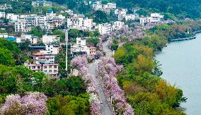 #CHINA-GUANGXI-LIUZHOU-BAUHINIA FLOWERS (CN)