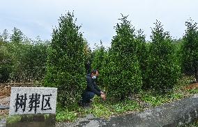 Xinhua Headlines: China marks Qingming Festival, eco-friendly tomb sweeping gaining ground