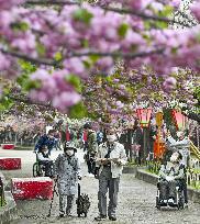 Cherry blossom viewing in Osaka