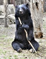 Asian black bear