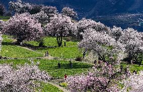 CHINA-TIBET-NYINGCHI-PEACH BLOSSOMS (CN)