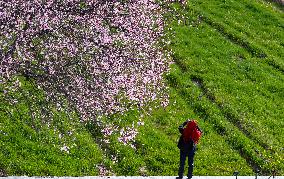 CHINA-TIBET-NYINGCHI-PEACH BLOSSOMS (CN)