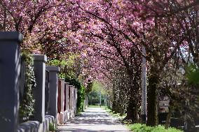 CROATIA-ZAGREB-CHERRY BLOSSOM