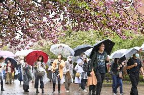 Cherry blossom viewing in Osaka