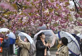 Cherry blossom viewing in Osaka