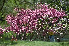 CHINA-BEIJING-PARK-SPRING (CN)