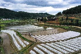 CHINA-GUIZHOU-CENGONG-HYBRID RICE PRODUCTION (CN)