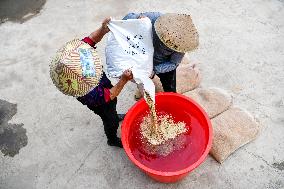 CHINA-GUIZHOU-CENGONG-HYBRID RICE PRODUCTION (CN)