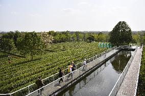 CHINA-HUNAN-CHANGSHA-TEA-TOURISM (CN)