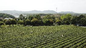 CHINA-HUNAN-CHANGSHA-TEA-TOURISM (CN)